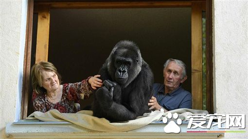 宛如電影情節 夫婦與猩猩同住18年