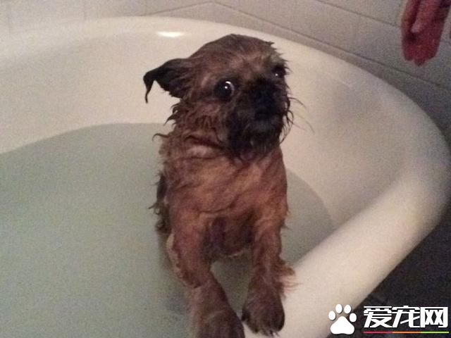 寵物洗澡，真是又尬又萌