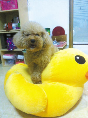 市民懸賞5萬尋貴賓犬 依然無所獲