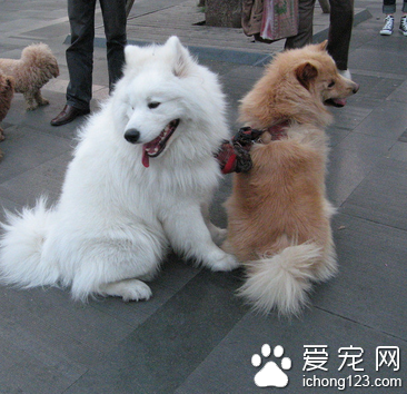 一條寵物犬在絕育手術中意外死亡索賠11萬