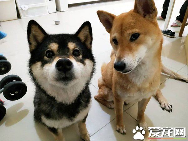 4歲妹妹畫黑柴 本尊問號：哪里像了啊