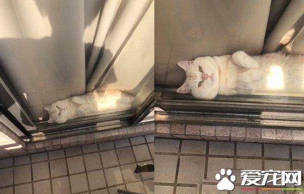 陽臺怎么卡一條吐司？原來是只胖喵在曬太陽