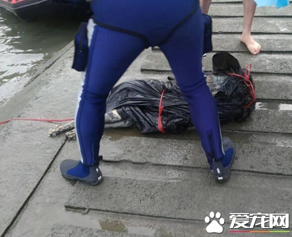 三重忠孝橋下發現裝袋狗尸 漂流多時臭氣沖天