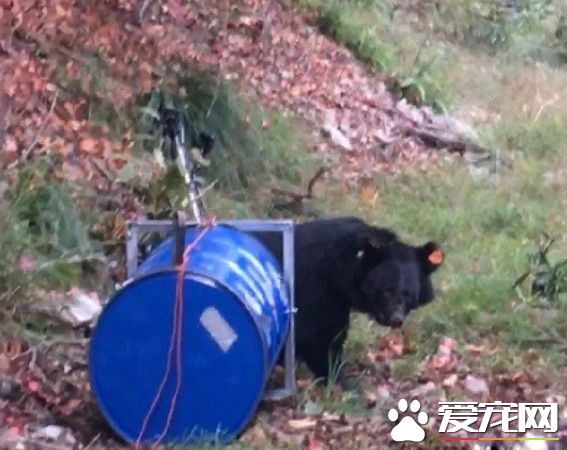 母熊牙疼無法吞食 兩次求救幸被研究人員發現！