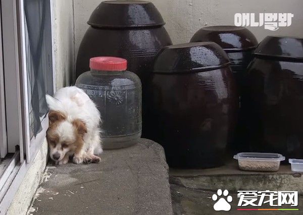 可憐汪汪始終不放棄  因病被棄卻依舊等主人接它回家