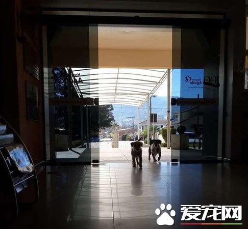 主人病重住院 兩忠犬在醫院門口默默久等