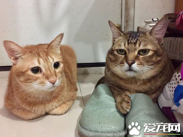 萌貓被內衣捕獸夾捉住 無奈在原地瞎奔走