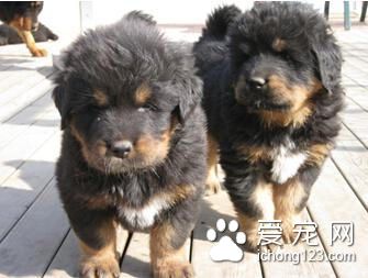 藏獒太忠誠太感人 4只藏獒因為主人離開竟絕食活活餓死
