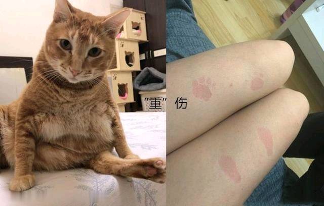 女子抱了10分鐘橘貓 雙腿就受了“重傷” 拍下照片讓人羨慕