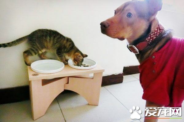 溫暖！治愈犬和愛人貓的大家庭 有故事的一狗三貓