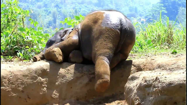 突然想養大象 看完這些大象萌翻你的小宇宙