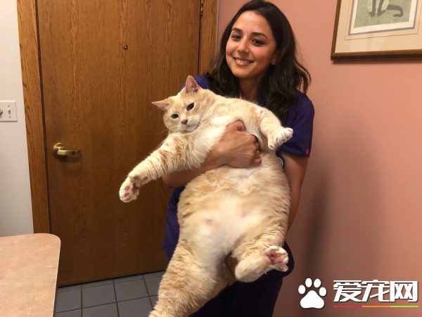 愛貓情侶想收養第三只貓 意外被一只橘喵吉拉吸引