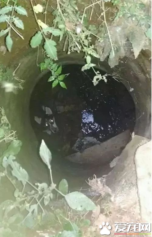 萌蠢二哈散步時一聲慘叫突然不見，這貨掉坑里了……