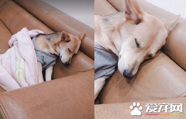 長大18變！小瘦子長大變雙下巴的小肥豬