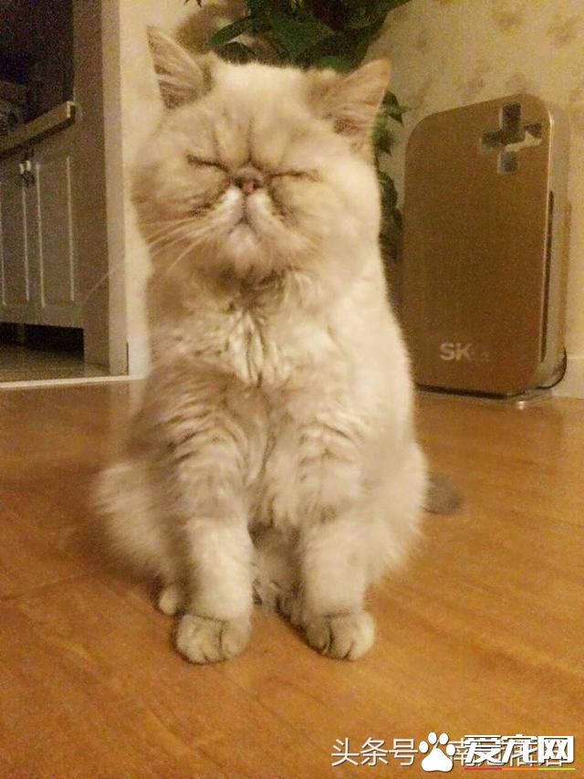 從一只寵物貓說起