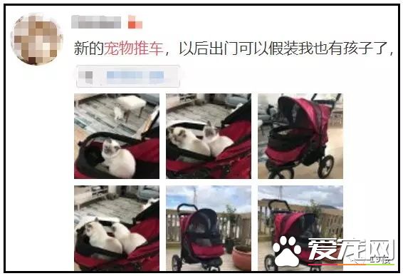 杭州一商場推出“寵物推車”，是人性化還是侵犯顧客權益？