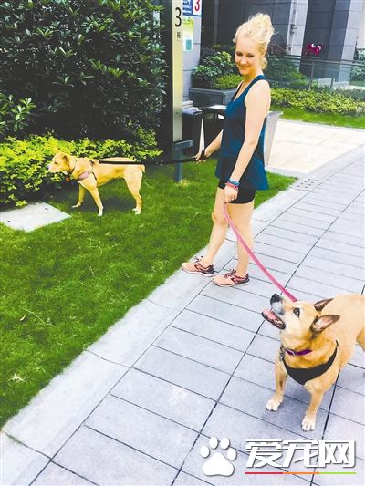 “遛狗”可以上門服務了 一天180元你會選擇嗎