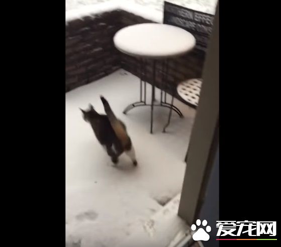 貓咪想要出去玩 踏上雪地嚇得不到三秒回家