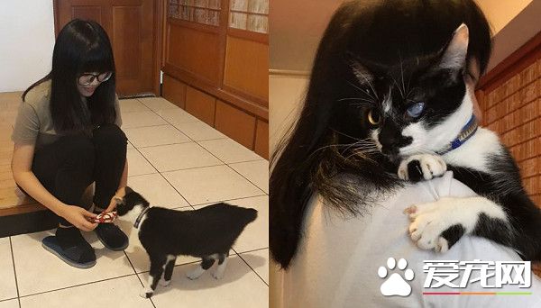 愛蹭討摸的獨眼貓 親人性格成動物之家的迎賓貓