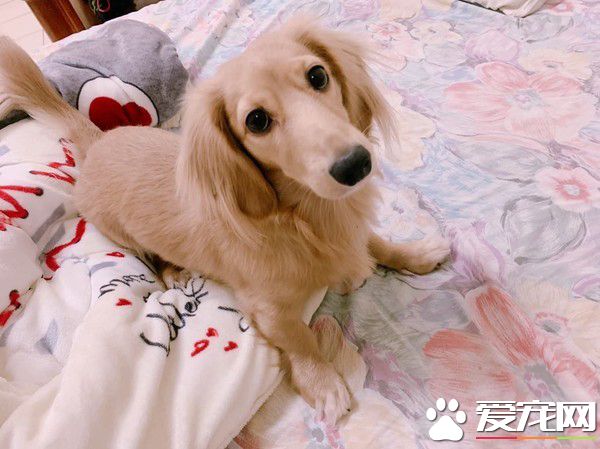 汪趁家人忙著準備晚餐時 偷叼阿嬤的匏瓜狂嗑