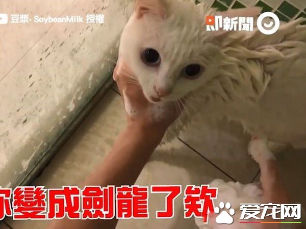 貓界女神豆漿不小心讓身體沾上屎味 被奴才抓洗澡