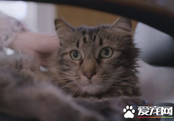 貓咪的魅力 讓不愛貓的小羅勃道尼化身超級貓奴