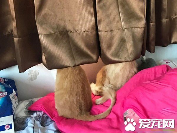 本宮被嚇飛了! 喵星人被地墊嚇到弾飛