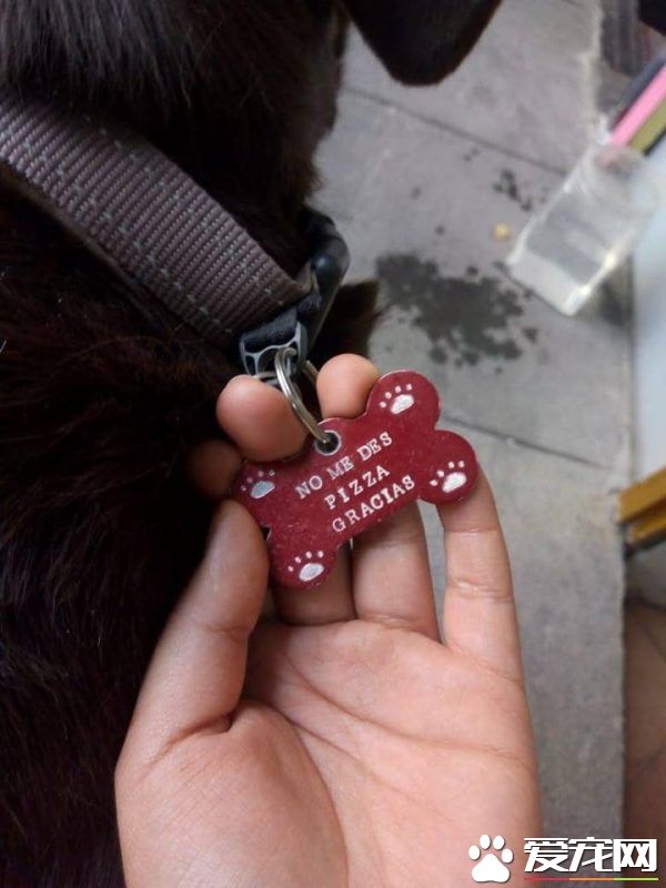 貌似流浪犬的狗狗裝可憐討吃 卻被脖子上項圈出賣