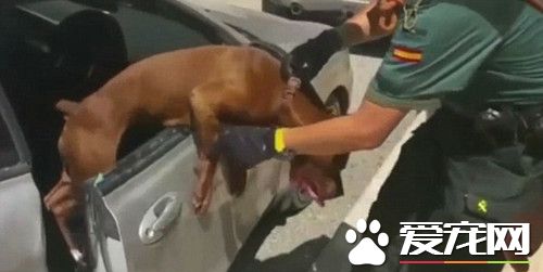 聯系不上車主警員擊破車窗 勇救熱昏比特犬