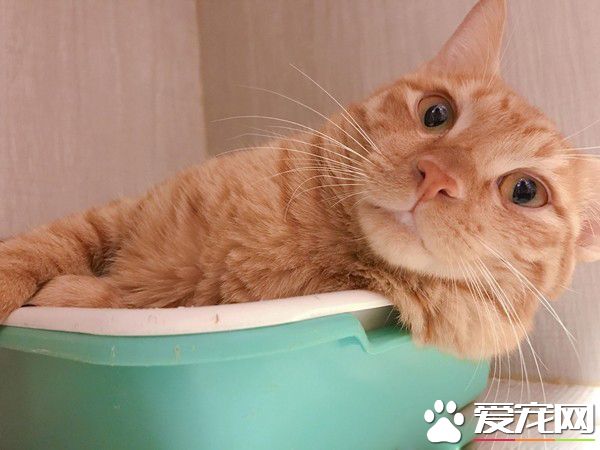 兇悍浪喵經她親訓卸下心房 變撒嬌粘人精