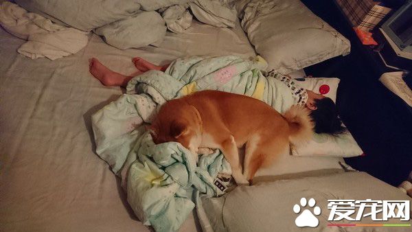 專業柴褓姆照顧小主人超盡職 網友紛紛被暖炸
