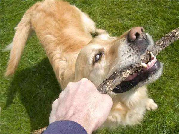 兩只愛犬把男主人活生生咬死 真是令人心寒