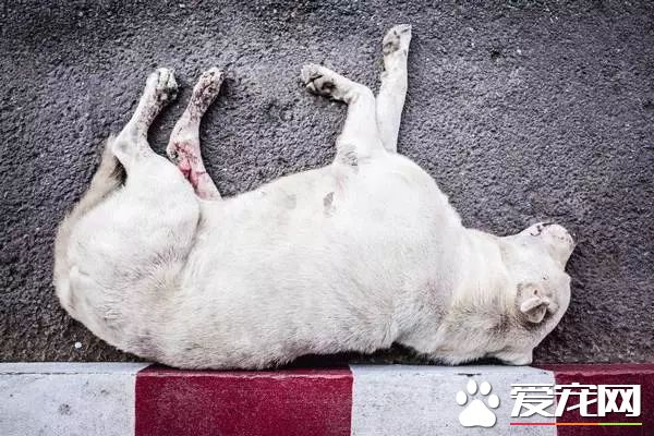 朋友圈被『毒香腸』刷屏了養狗好幾年，香腸毒死它卻只要幾分鐘