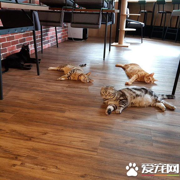 貓咪游樂園主題餐廳  成為未來流浪喵們的庇護所