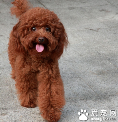 <a href=/xinwen/ningbo/ target=_blank class=infotextkey>寧波</a>男子擅自將泰迪犬抱回家被警方拘留