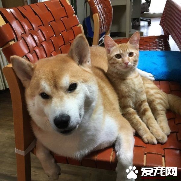 主人帶回流浪小貓 讓失去貓咪好友的柴柴很開心