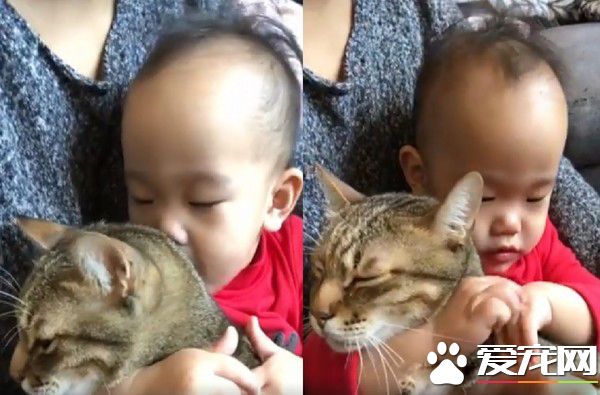 吸貓運動請從小做起 小小年紀就有專業貓奴氣質