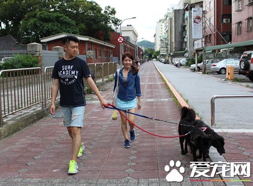 寄宿變落戶 保育場公關犬喜獲新家