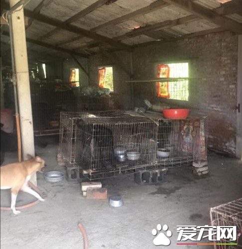 阿伯為<a href=/ target=_blank class=infotextkey>寵物</a>操勞一生 去世后51只狗狗被收養