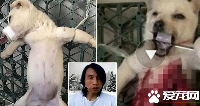 報復愛狗人士阻路 冷血男竟殘忍解剖活狗