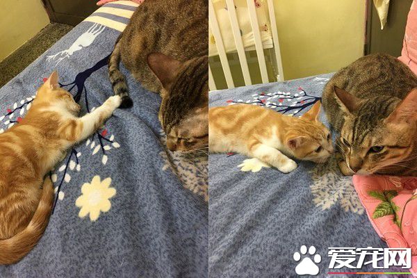 小奴才不識相超大噴嚏 嚇得幼貓直接滾到鏡頭外
