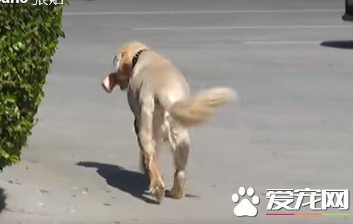 13歲汪堅持每天的肉店行程 十年如一日的等骨頭