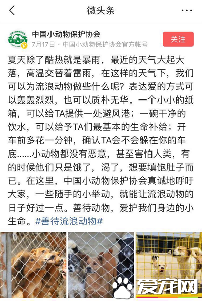 今日頭條攜手它基金 共同呼吁善待流浪動物