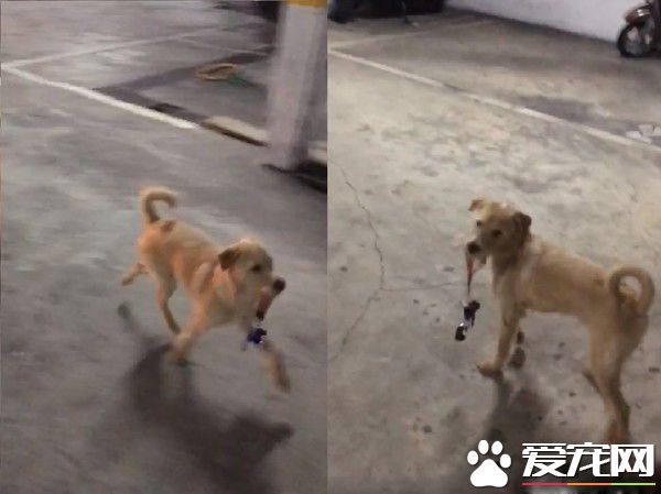 精明汪叼鑰匙暗示出去玩 爸爸后悔教會這招