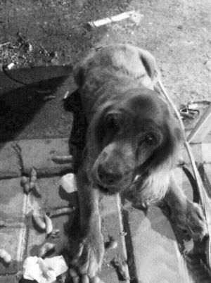 女子網絡發可卡犬招領啟事主人沒找到 接到很多咨詢領養的電話