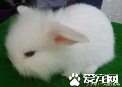 最受歡迎的寵物，喜歡小動物的你一定你養過