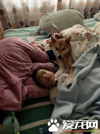 世界上最溫馨的畫面 阿柴塞2孩中間睡覺