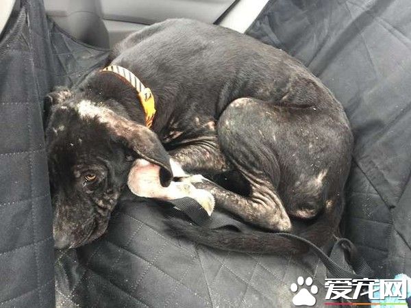 暖心事件！國小老師伸援手 路邊小可憐大變漂亮汪