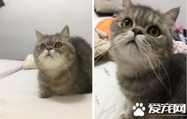 帶著貓滾出去! 3年后阿嬤關心瘦得跟猴一樣