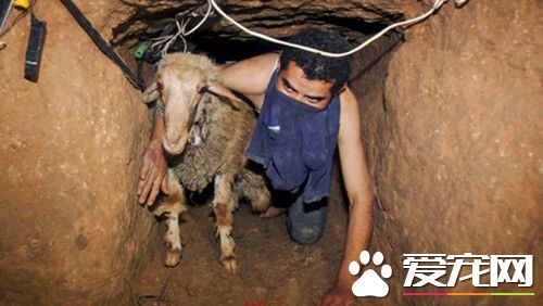 男子聽到前方井口傳來微弱的呻吟聲 救出小<a href=/zhonglei/gou/ target=_blank class=infotextkey>狗</a>